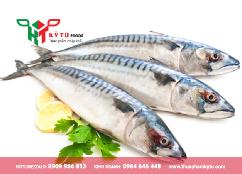 Cá SaBa Nhập Khẩu Giá Sỉ