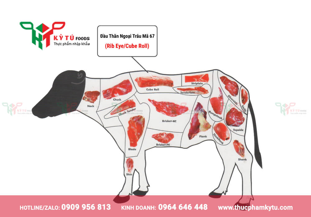 Biểu Đồ Vị Trí Đầu Thăm Ngoại